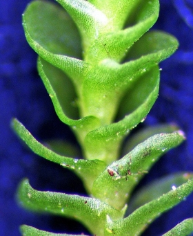 Syzygiella nigrescens Ventral