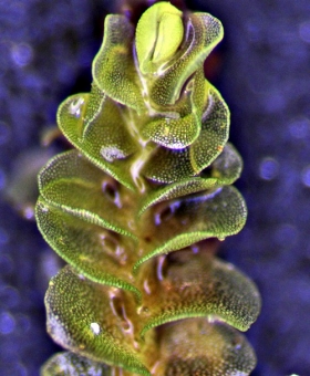 Solenostoma inundatum  Dorsal