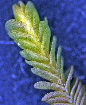 Syzygiella nigrescens Dorsal