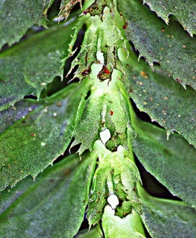 schistochila_append ventral 122_22-600