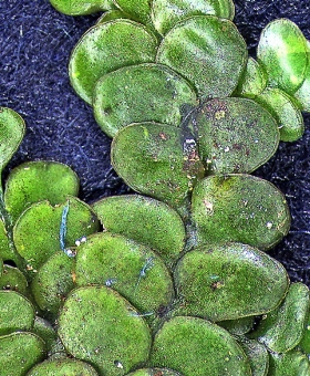 Radula marginata Dorsal