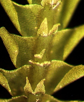 Saccogynidium australe Dorsal