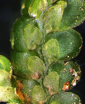 Radula marginata Ventral