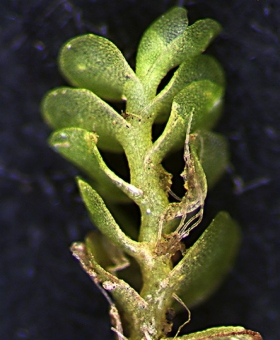 solenostoma inund ventral1586-0028 (600)