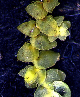 frullania_monoceros (600)