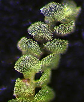 echinolejeunea pap(600)1708-0039