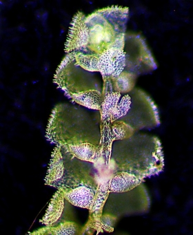 echinolejeunea pap(ventral)1708-0044