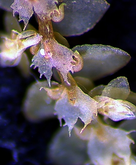 frullania_monoceros(ventral)(600)1803-0422
