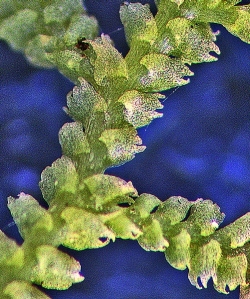 Lepidozia digitata Dorsal