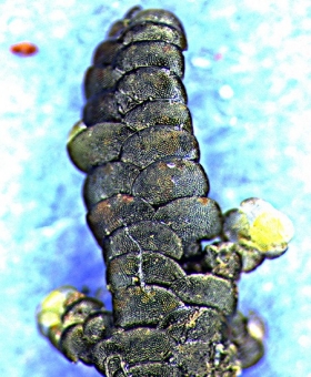 lopholejeunea plicat(600)1617-0017