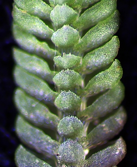 Lembidium nutans Ventral