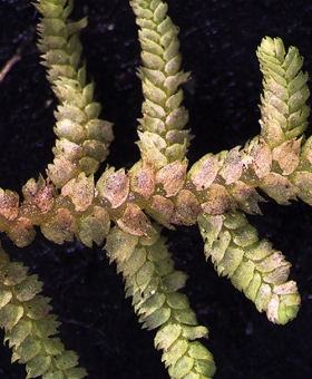 Lepidozia bisfida Dorsal