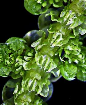 Lepidolaena clavigera Ventral