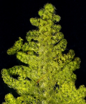 Lepidogyna hodgsoniae Dorsal