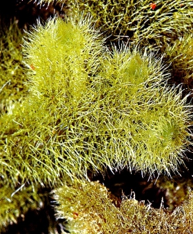 2 Leiomitra lanata Ventral
