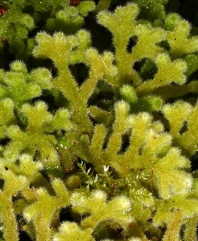 1 Leiomitra_lanata Dorsal