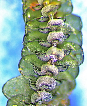 lopholejeunea plicat ventral(600)1617-0028