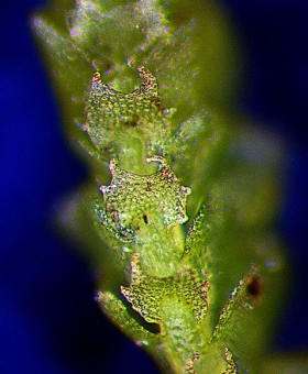 lamellocolea_granditexta1 ventral (600)817a-0741
