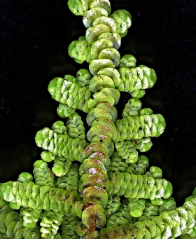 Lepidolaena clavigera Dorsal