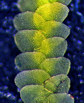 Lejeunea_flava Dorsal