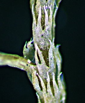 Lepicolea attenuata Ventral