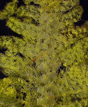 lepidogyna_7Ventral(600)