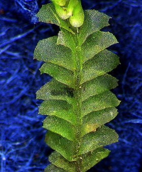 lamellocolea_granditexta (600)1817a0614