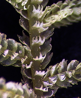 Lepidozia bisfida Ventral
