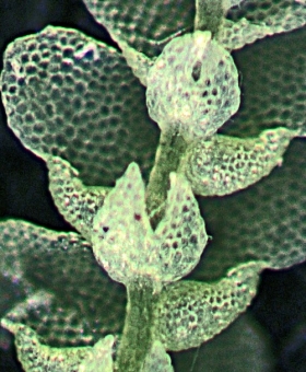 Lejeunea_flava Ventral