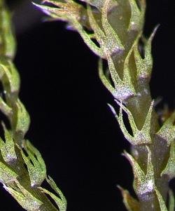 Lepidozia spinosissima Ventral