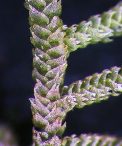 Lepidozia laevifolia Dorsal