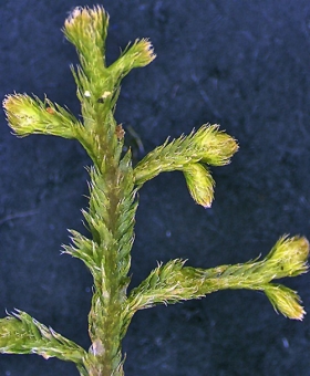 Lepicolea attenuata Dorsal