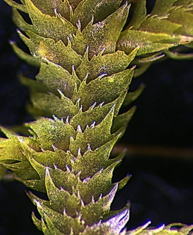 Leipcolea-attenuata-dorsal_V2