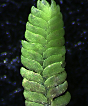 Lembidium nutans Dorsal