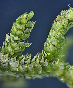 Lepidozia kirkii Dorsal