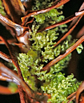 1 Kymatolejeunea bartlettii 983229A CROP