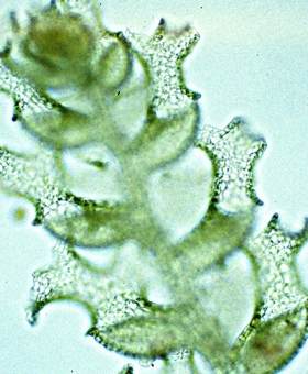 2 Kymatolejeunea bartlettii 983403 CROP