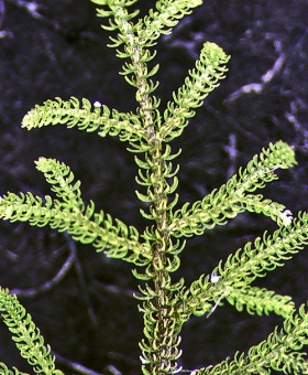 1 kurzia hippuroides_hipp1131-0045-CROP