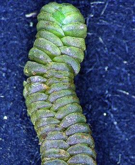 Thysananthus anguiformis Dorsal