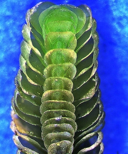 Thysananthus anguiformis Ventral