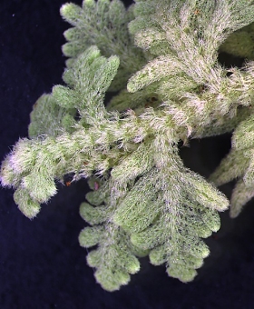 Trichocolea rigida Dorsal