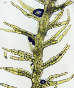 Paracromastigum furcifolium Dorsal