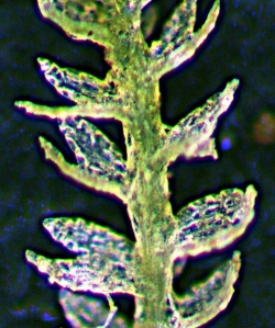 Paracromastigum macrostipum Dorsal