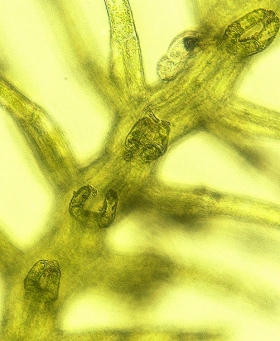 Paracromastigum furcifolium Ventral