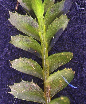 Plagiochila colensoi Ventral