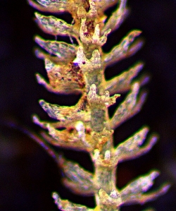 Paracromastigum macrostipum Ventral