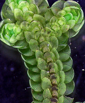 Porella elegantula Ventral