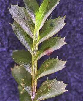 Plagiochila colensoi Dorsal