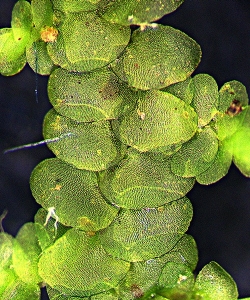 1-frullania_spinifera 933-0075-CROP