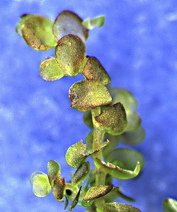 1 frullania solanderiana-CROP